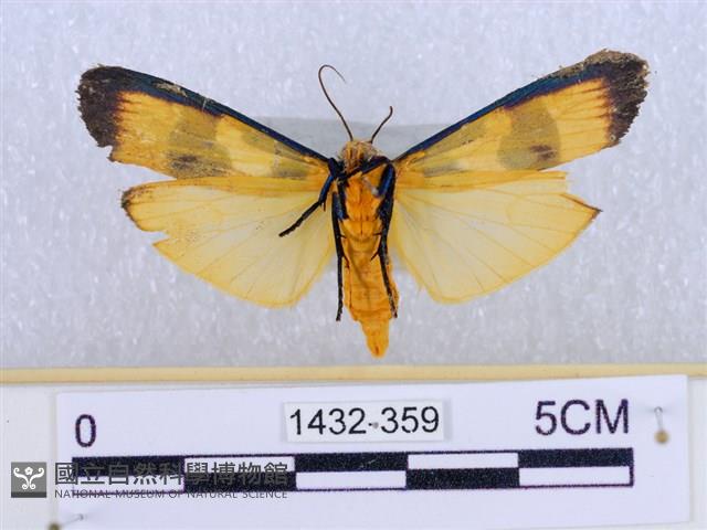 閃光苔蛾藏品圖，第2張