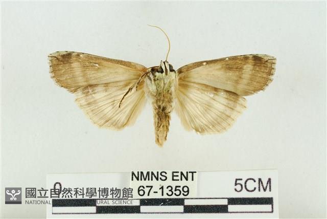 臺洒波紋蛾藏品圖，第2張