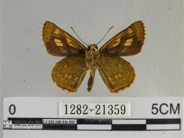 黃星弄蝶藏品圖，第2張