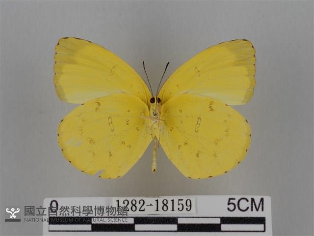 亮色黃蝶藏品圖，第2張