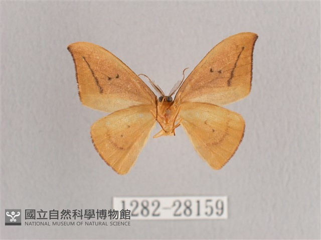 枯葉紋鉤蛾藏品圖，第2張