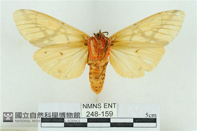 乳白斑燈蛾藏品圖，第2張