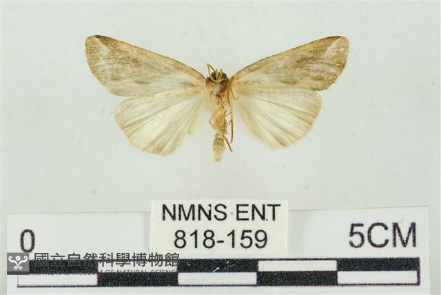 素木氏美波紋蛾藏品圖，第2張