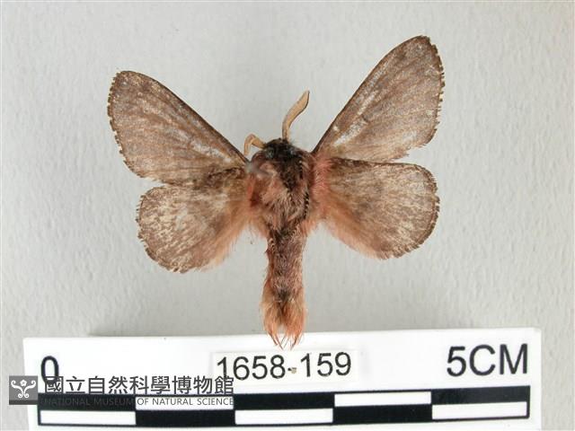 銀肩枯葉蛾藏品圖，第2張