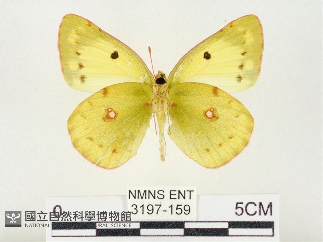 紋黃粉蝶藏品圖，第2張
