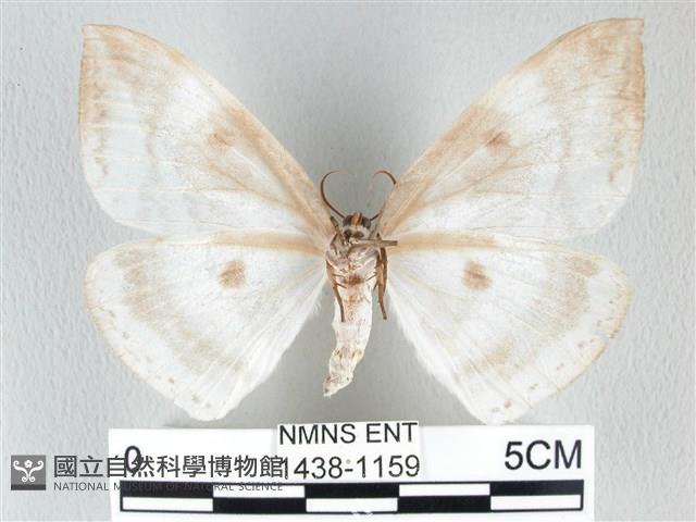 圓翅大鉤蛾藏品圖，第2張