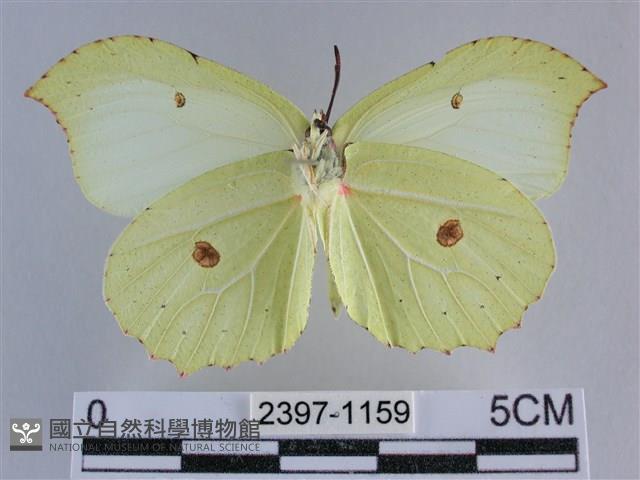 臺灣鉤粉蝶藏品圖，第2張