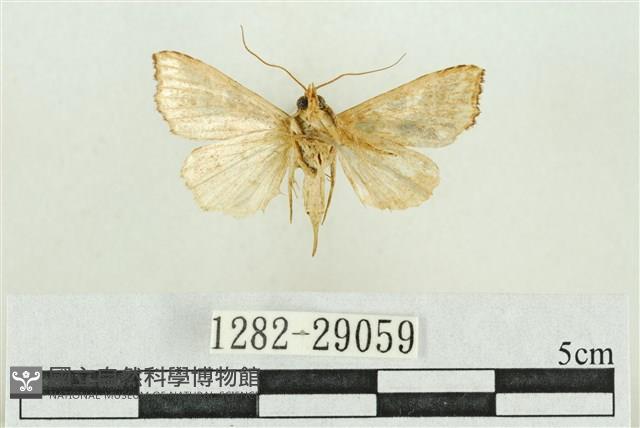 弧角散紋夜蛾藏品圖，第2張