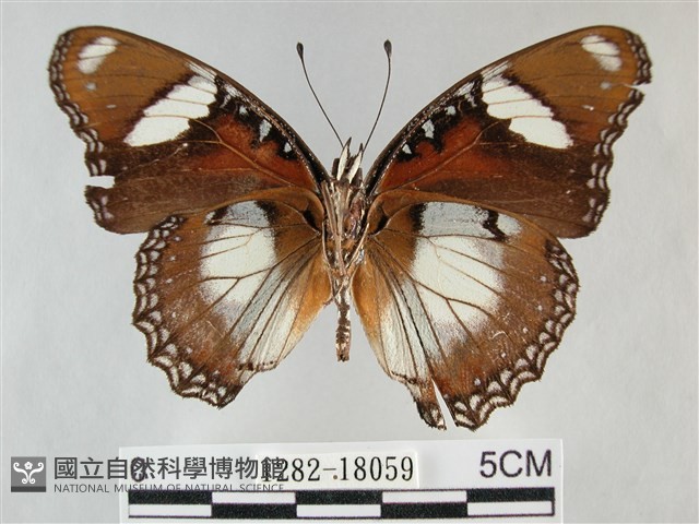 雌擬幻蛺蝶、雌紅紫蛺蝶藏品圖，第2張