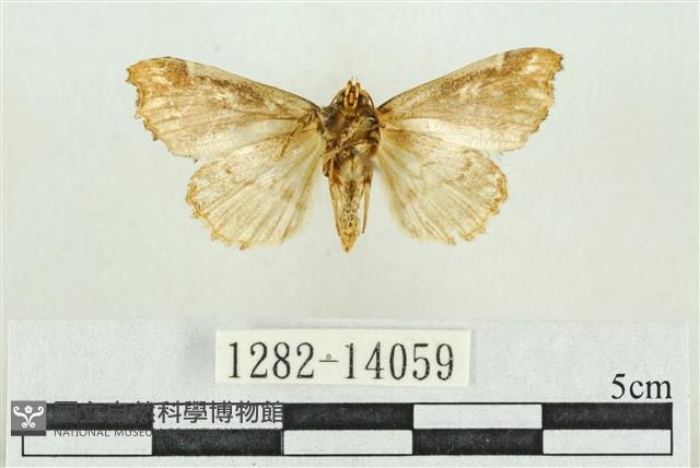 紅暈散紋夜蛾藏品圖，第2張