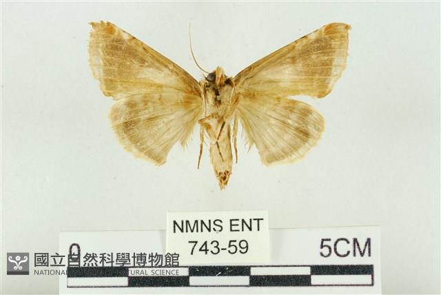 印華波紋蛾藏品圖，第2張