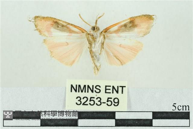 臺雪苔蛾藏品圖，第2張