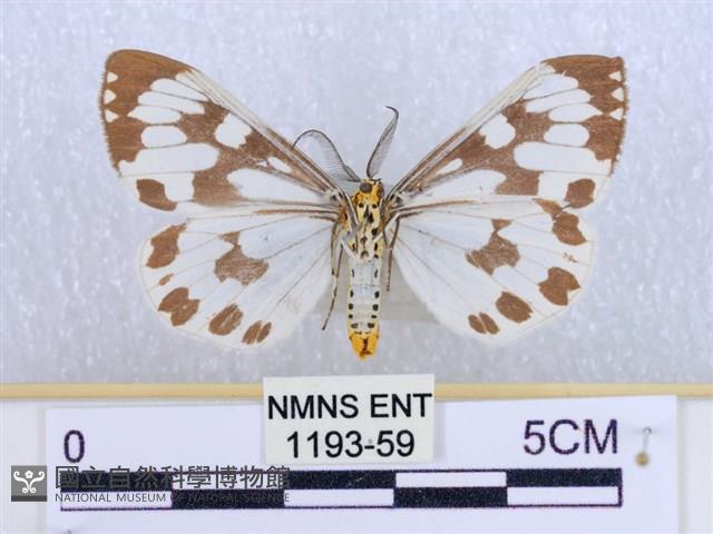 粉蝶燈蛾藏品圖，第2張