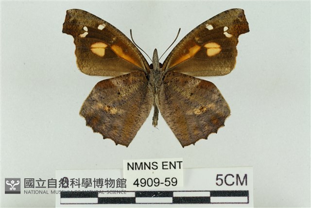 東方喙蝶藏品圖，第2張