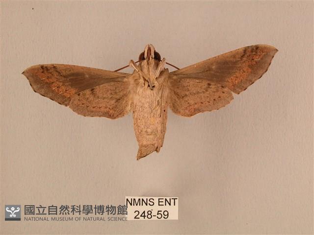 斜線天蛾藏品圖，第2張