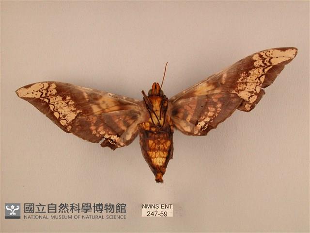 臀角斑天蛾藏品圖，第2張