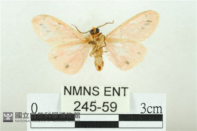 三條橙燈蛾藏品圖，第2張