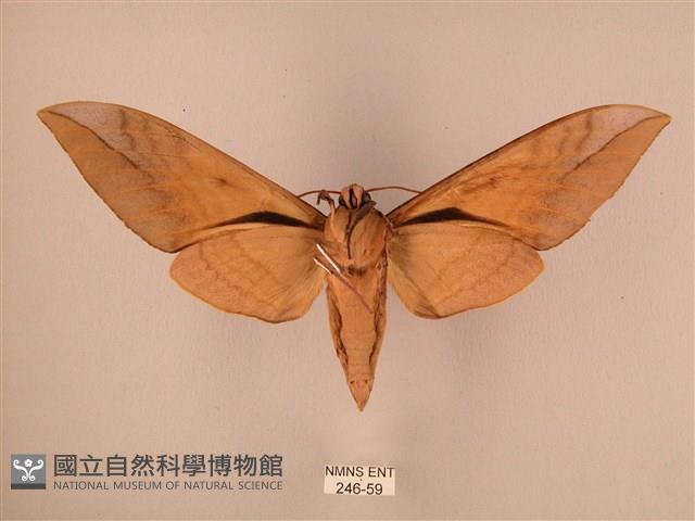 波紋豆天蛾藏品圖，第2張