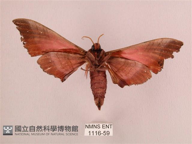 桃紅六點天蛾藏品圖，第2張