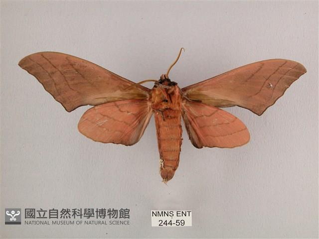 直翅六點天蛾藏品圖，第2張