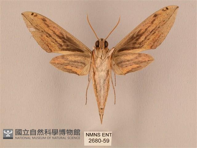 棕綠背線天蛾藏品圖，第2張