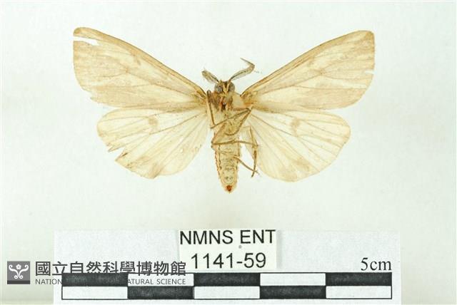 赭新污燈蛾藏品圖，第2張