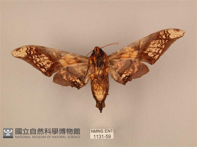 臀角斑天蛾藏品圖，第2張