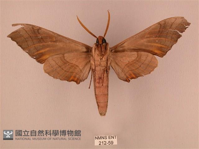 栗六點天蛾藏品圖，第2張