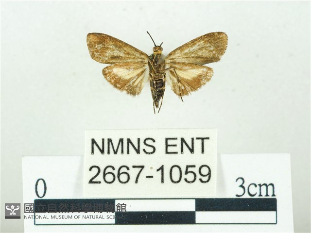 叉紋閃舞蛾藏品圖，第2張
