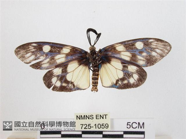 蓬萊茶斑蛾藏品圖，第2張