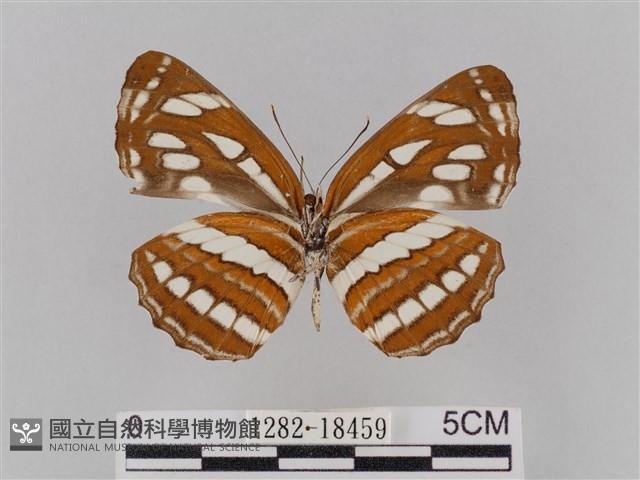 豆環蛺蝶藏品圖，第2張