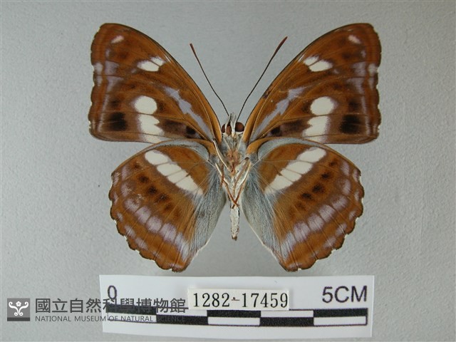 雙色帶蛺蝶藏品圖，第2張