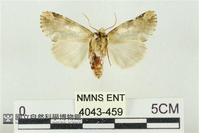 連珠波紋蛾藏品圖，第2張