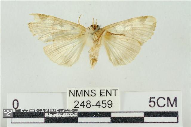 連珠波紋蛾藏品圖，第2張