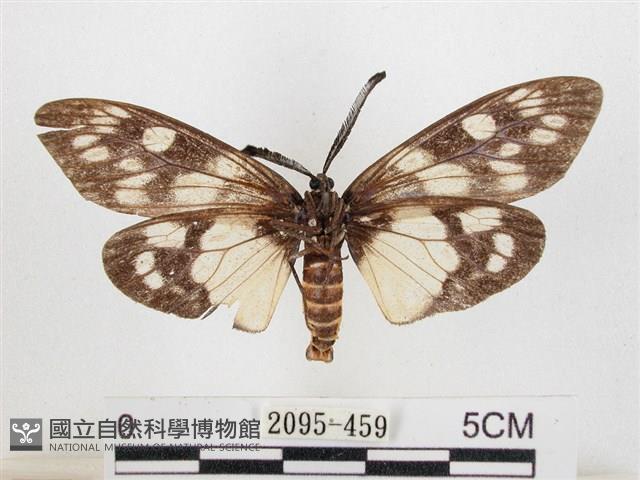 蓬萊茶斑蛾藏品圖，第2張