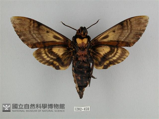 鬼臉天蛾藏品圖，第2張