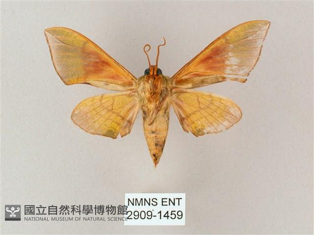 榆綠天蛾藏品圖，第2張