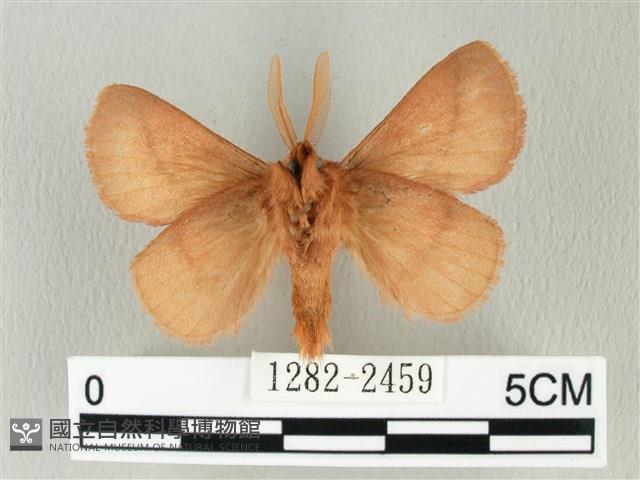 褐斜帶枯葉蛾藏品圖，第2張