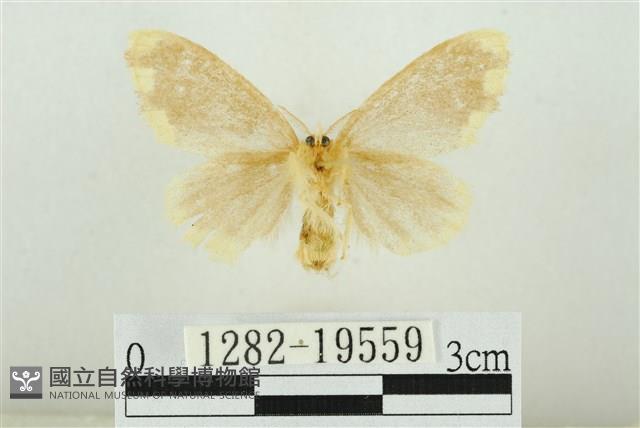 黑翅黃毒蛾藏品圖，第2張