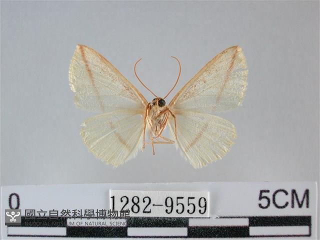 澄線尺蛾藏品圖，第2張