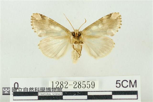 連珠波紋蛾藏品圖，第2張