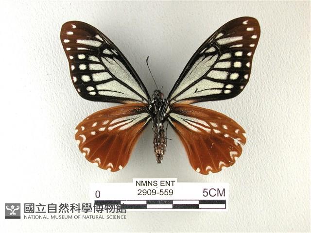 斑鳳蝶藏品圖，第2張