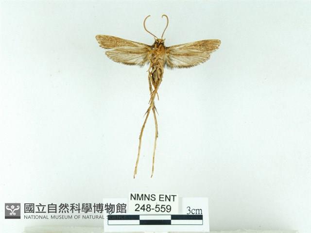 長腳大織蛾藏品圖，第2張