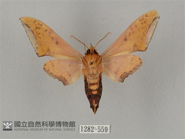 廣東鷹翅天蛾藏品圖，第2張