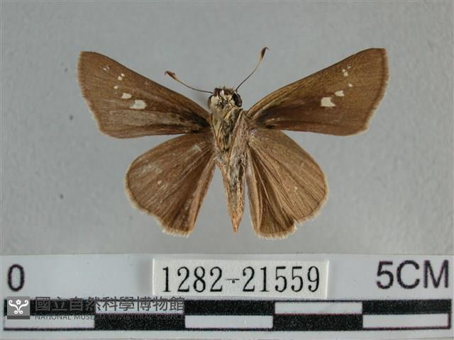 小稻弄蝶藏品圖，第2張