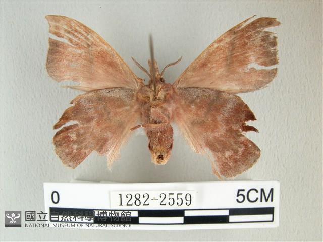 埔里雙線枯葉蛾藏品圖，第2張