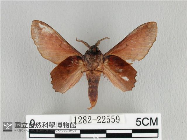 臺灣枯葉蛾藏品圖，第2張