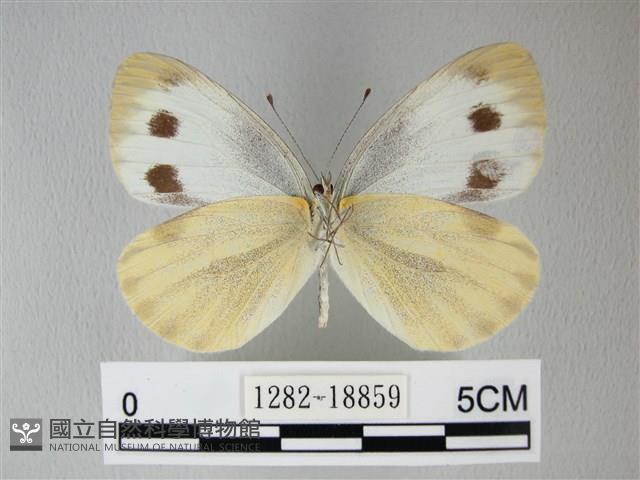 緣點白粉蝶藏品圖，第2張