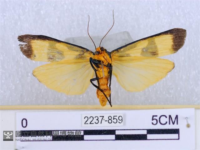 閃光苔蛾藏品圖，第2張