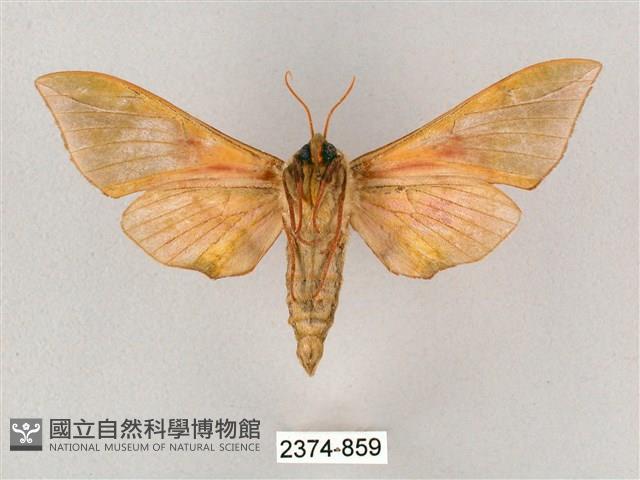 榆綠天蛾藏品圖，第2張